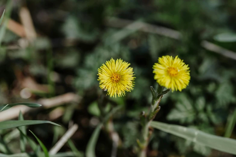 a couple of yellow flowers sitting on top of a lush green field, a macro photograph, by Attila Meszlenyi, unsplash, hurufiyya, furry mawshot, without text, high quality image”, instagram photo