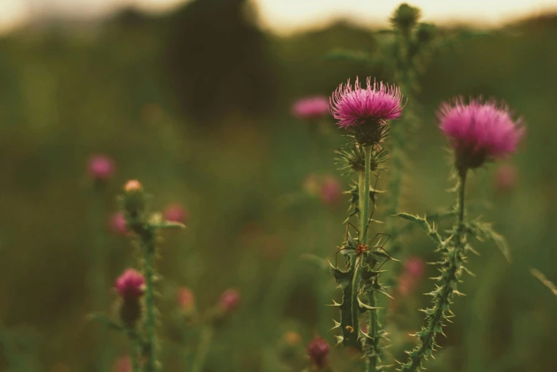 a close up of a flower in a field, pexels contest winner, thistles, green and pink, vintage color, scottish