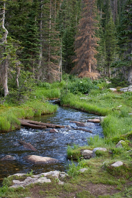 a stream running through a lush green forest, inspired by Ethel Schwabacher, alpine tundra wildfire, slide show, campsites, gray