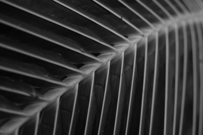 a black and white photo of a palm leaf, by Andrew Domachowski, unsplash, abstract illusionism, square lines, detailed wood, closeup 4k, sleek spines