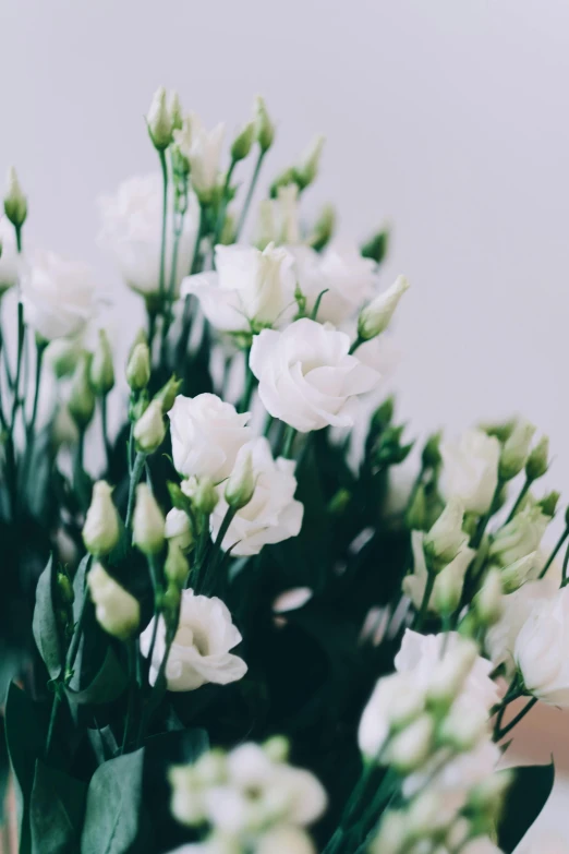 a vase filled with white flowers on top of a table, trending on unsplash, neck zoomed in, soft but grumpy, natural point rose', zoomed in