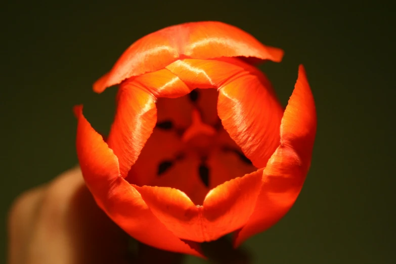 a close up of a person holding a flower, by Adam Marczyński, hurufiyya, vibrant orange, resembling a crown, view from bottom to top, tulip