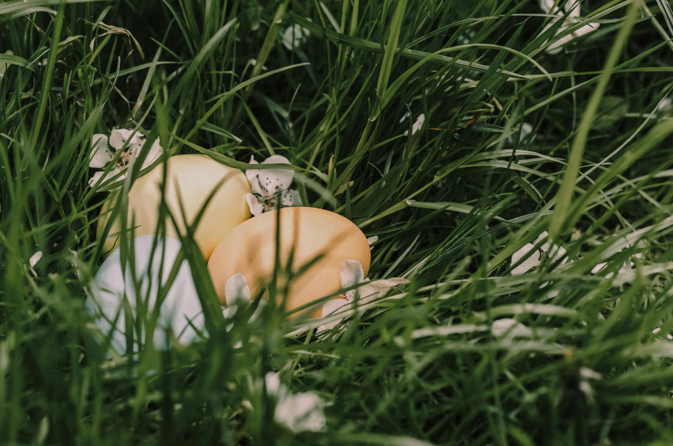 a couple of oranges sitting on top of a lush green field, an album cover, by Emma Andijewska, pexels contest winner, happening, translucent eggs, easter, background image, moshrooms on ground