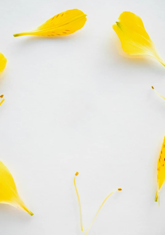 yellow flowers arranged in a circle on a white surface, by Carey Morris, trending on unsplash, minimalism, lily petals, square, 15081959 21121991 01012000 4k, commercial banner