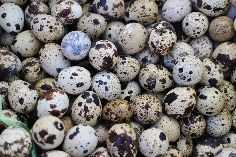 a pile of speckled eggs sitting on top of each other, a photo, by Joe Bowler, 🦩🪐🐞👩🏻🦳, endangered, seeds, 2 0 megapixels