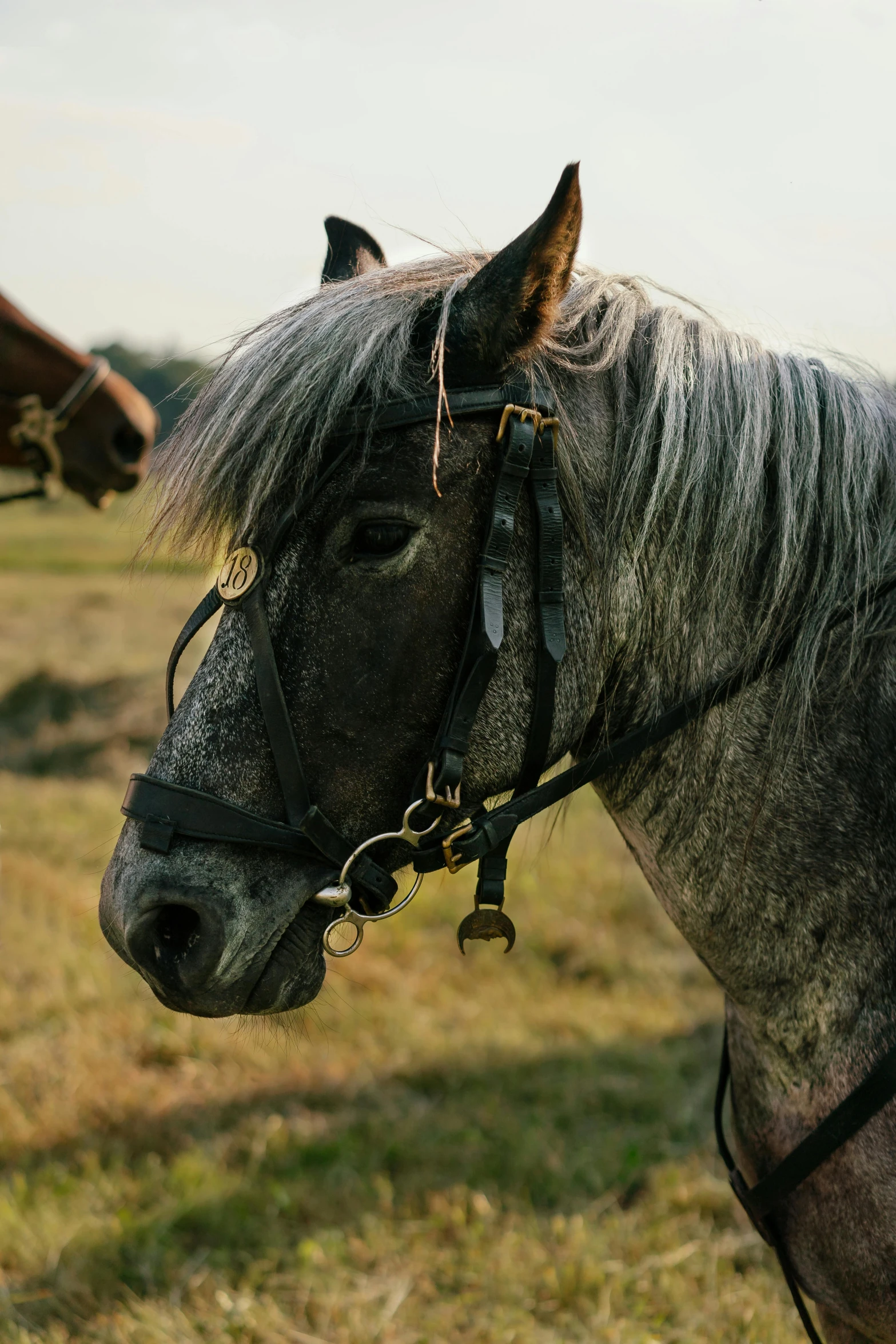 two horses standing next to each other in a field, an album cover, inspired by Rosa Bonheur, trending on unsplash, portrait closeup, cinematic shot ar 9:16 -n 6 -g, cavalry, grey