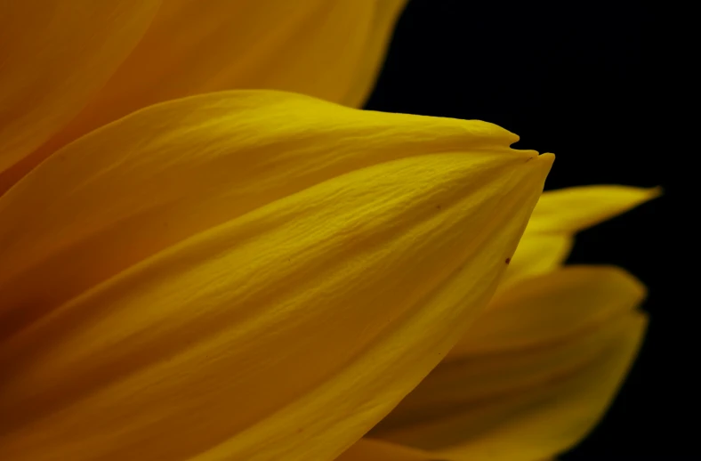 a close up of a yellow flower on a black background, by Carey Morris, unsplash, curved, medium format. soft light, sunflower, cinematic shot ar 9:16 -n 6 -g