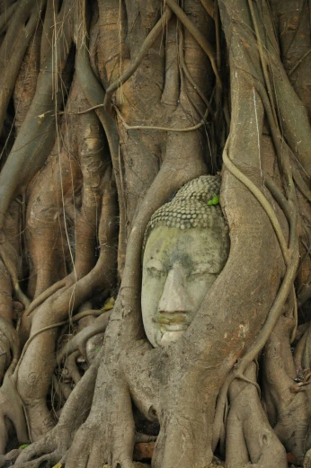 a buddha head in the roots of a tree, wrapped in vines, buzzed hair on temple, ian, james c