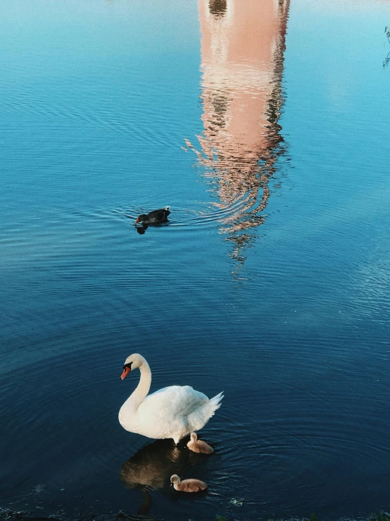 a white swan standing on top of a body of water, with towers, pink reflections, 2022 photograph, helsinki