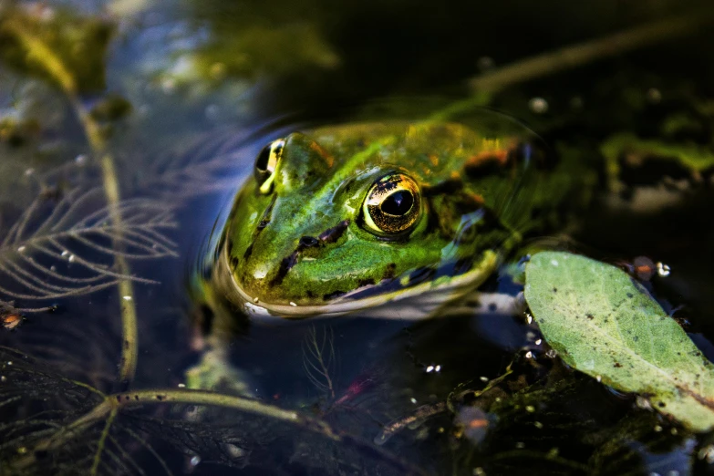 a frog that is sitting in some water, a portrait, by Brian Thomas, pexels, renaissance, green and gold, high quality print, professionally post-processed, small pond