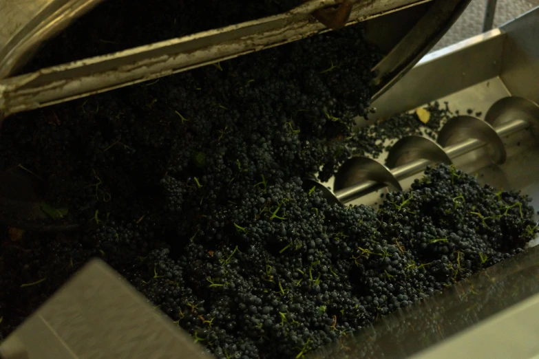 a bunch of grapes are being loaded onto a conveyor belt, with black vines, promo image, mixing, ground - level view