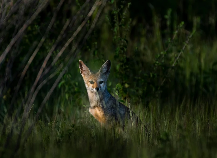 a close up of a small animal in a field, lpoty, long coyote like ears, lurking in the shadows, sebastian ludke