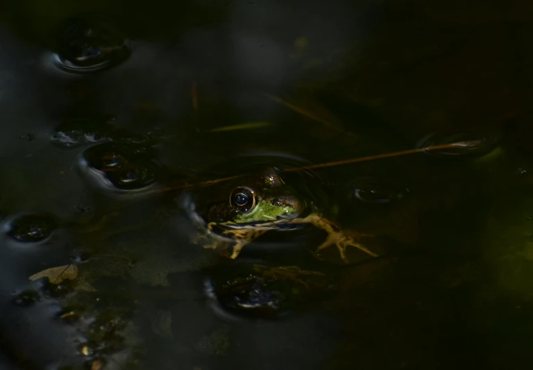 a frog that is sitting in some water, by Jan Rustem, pexels contest winner, renaissance, on a dark swampy bsttlefield, #green, medium format. soft light, black