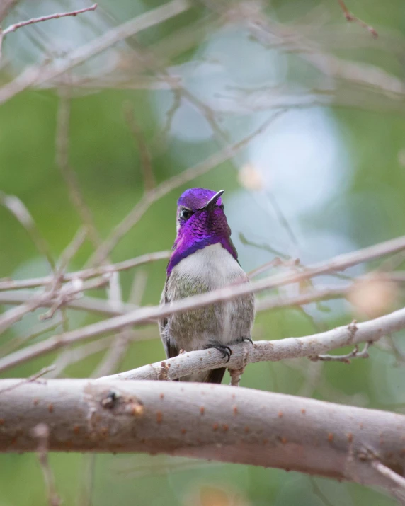 a hummingbird sitting on top of a tree branch, a portrait, unsplash, purple head, lgbtq, no cropping, a high angle shot