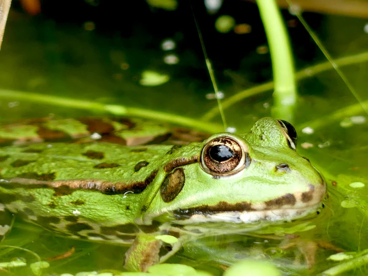 a frog that is sitting in some water, unsplash, renaissance, lush green, australian, biodiversity heritage library, green slime