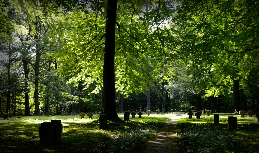 a forest filled with lots of green trees, gravestones, slide show, sunlit, fan favorite