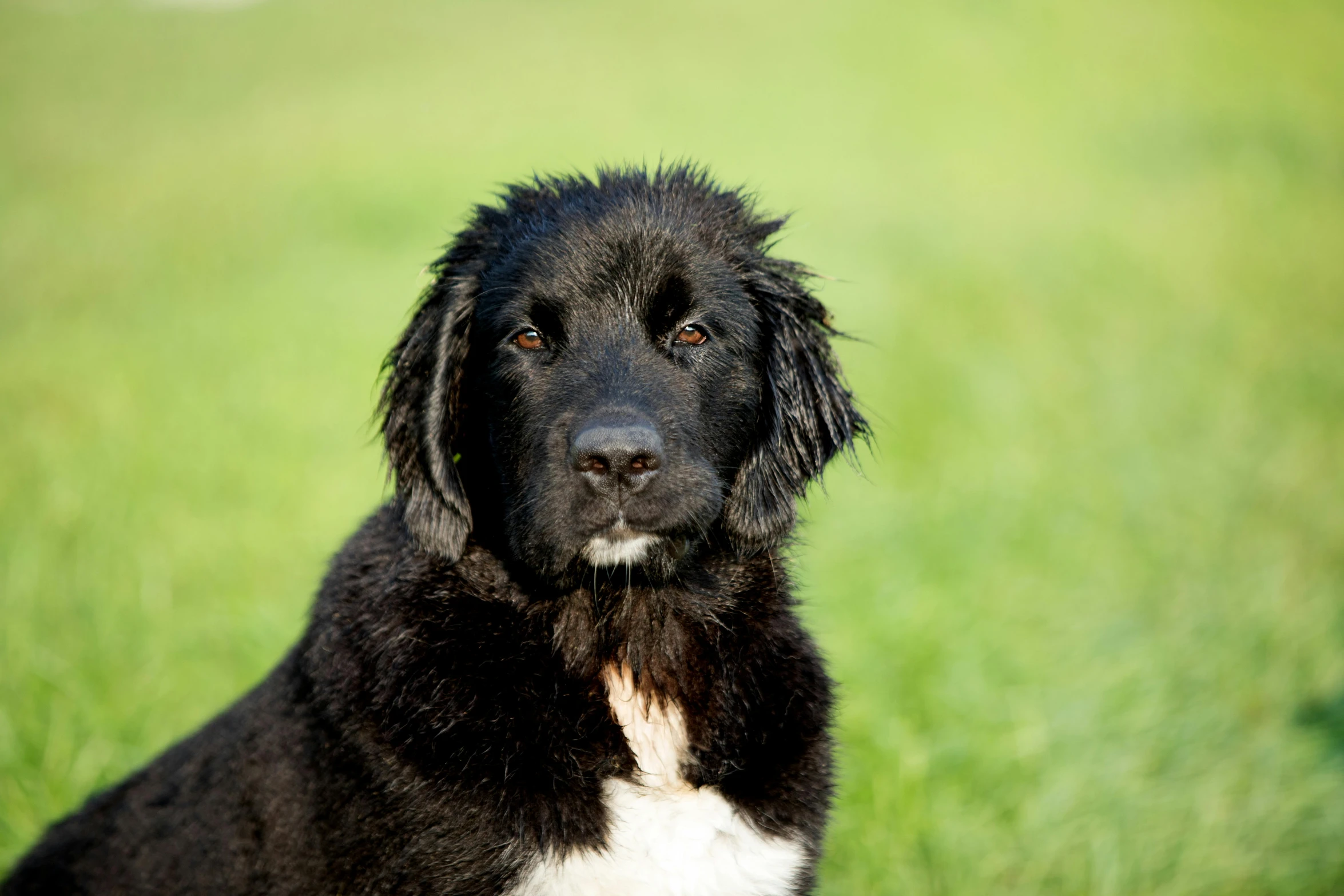 a black and white dog sitting on top of a lush green field, wet fur, high res photograph, portrait image, puppies