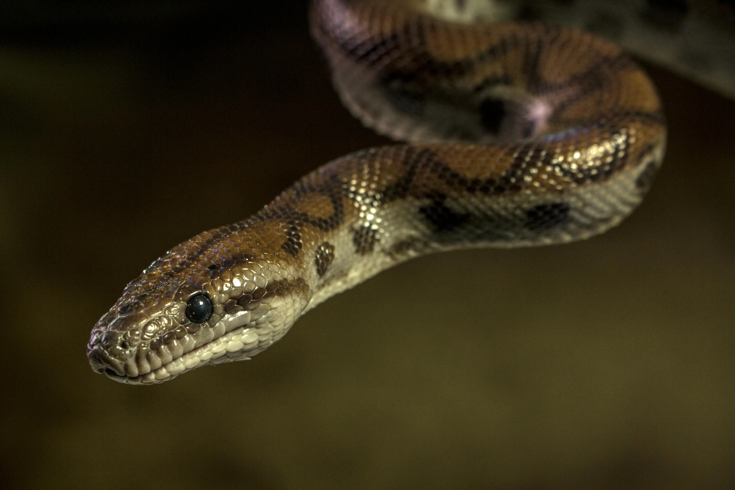 a close up of a snake on a branch, pexels contest winner, photorealism, smooth in 8k, snake van, frontal pose, rippling