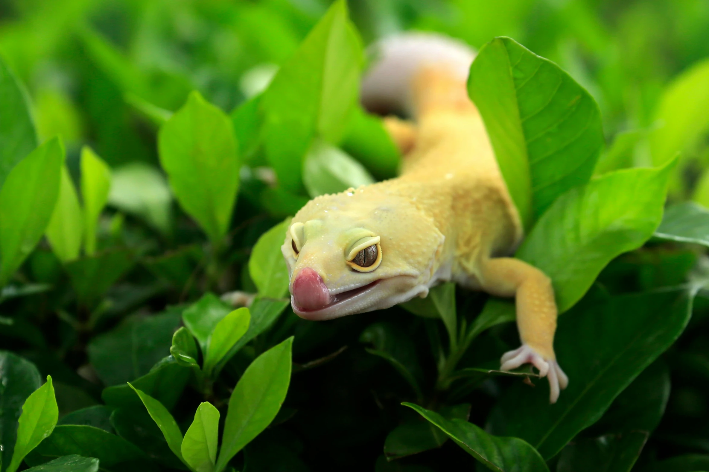 a close up of a lizard on a plant, a picture, inspired by Graham Forsythe, trending on pexels, 🐿🍸🍋, pallid skin, in an action pose, with a white nose