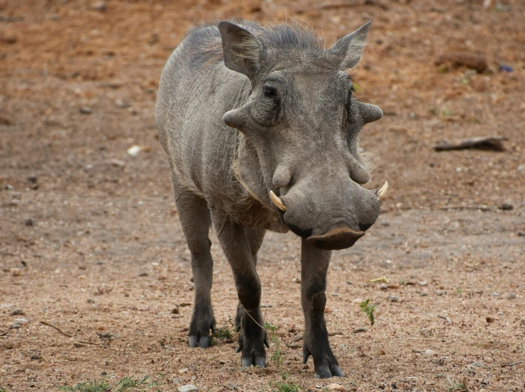 a warthog standing on top of a dirt field, pexels contest winner, hurufiyya, african facial features, 5 years old, casual, pot-bellied