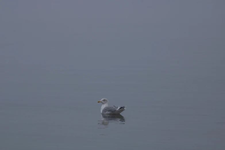 a seagull floating on top of a body of water, a portrait, by Jan Rustem, minimalism, fog. by greg rutkowski, maryport, low detail, scp 3008