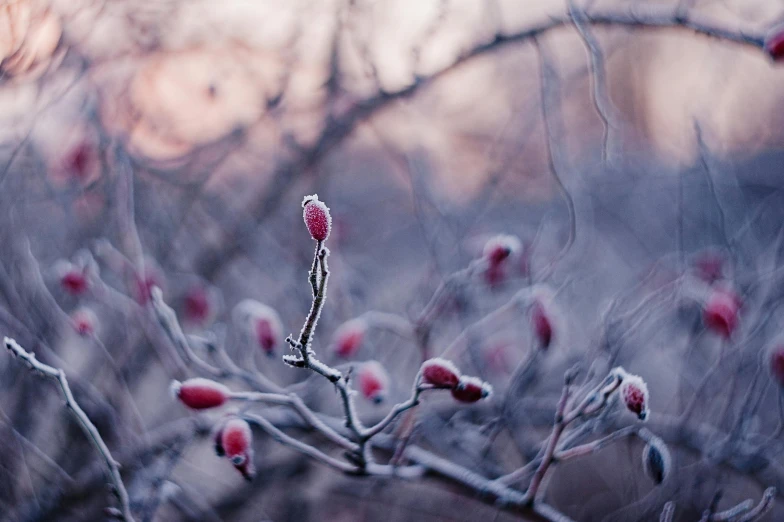 a bunch of red berries sitting on top of a tree, a photo, unsplash contest winner, romanticism, with frozen flowers around her, magnolia stems, at gentle dawn pink light, cold as ice! 🧊