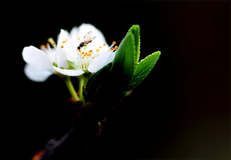 a close up of a white flower on a branch, unsplash, tiny insects, glowing in the dark, slide show, 2000s photo