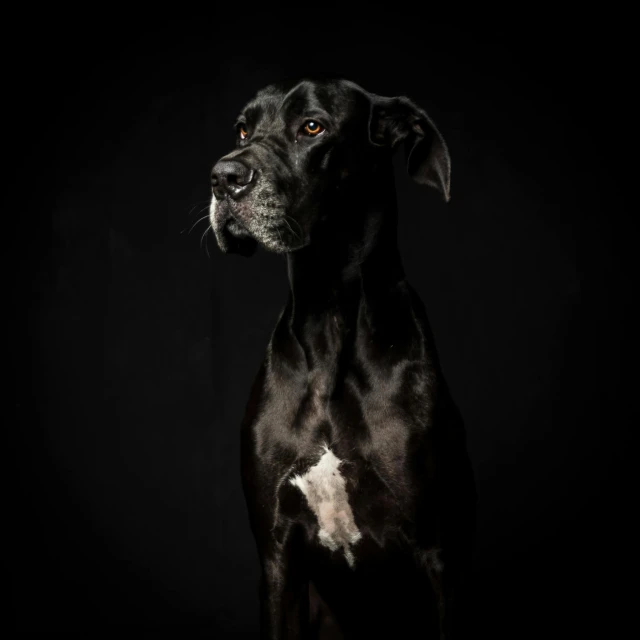 a black and white dog on a black background, by Daniel Seghers, portrait big dark dog, studio medium format photograph, looking content, hunting