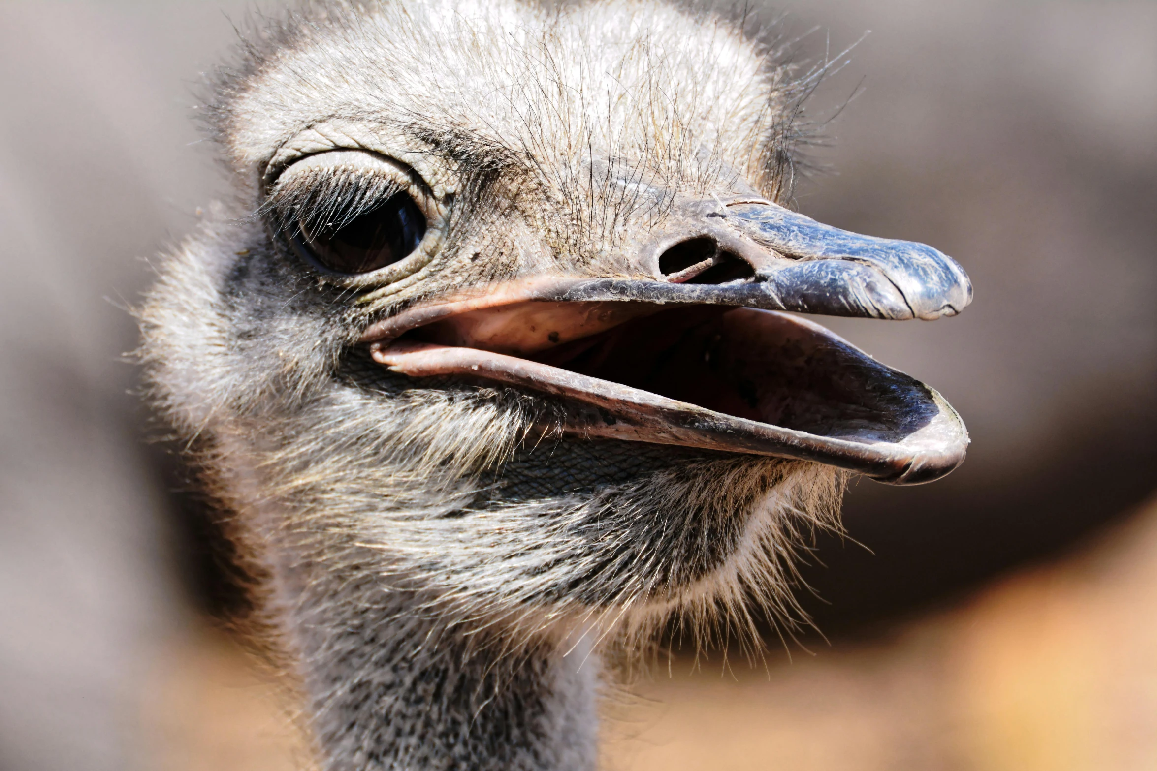 a close up of an ostrich's face with its mouth open, an album cover, pexels contest winner, hurufiyya, australian, youtube thumbnail, an olive skinned, olivia kemp