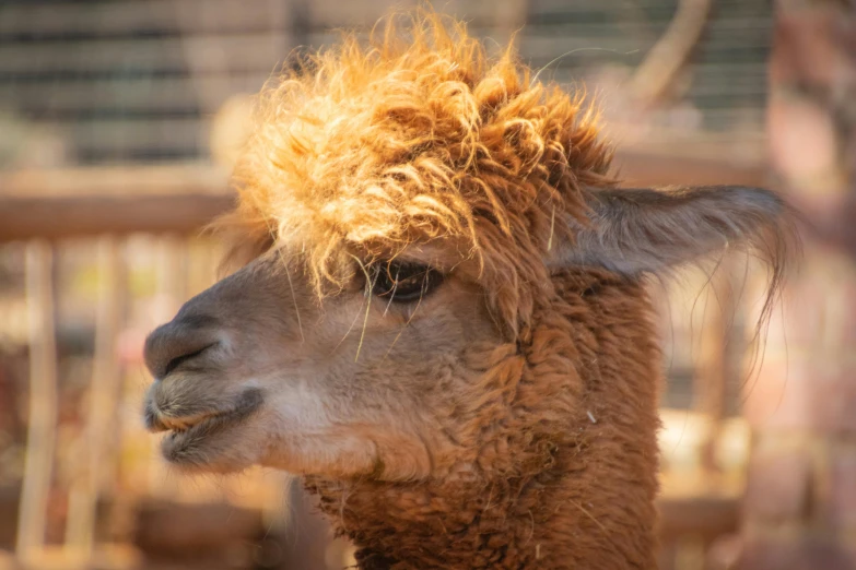 a close up of a llama with long hair, pexels contest winner, hurufiyya, brown fluffy hair, a bald, big red afro, a wooden