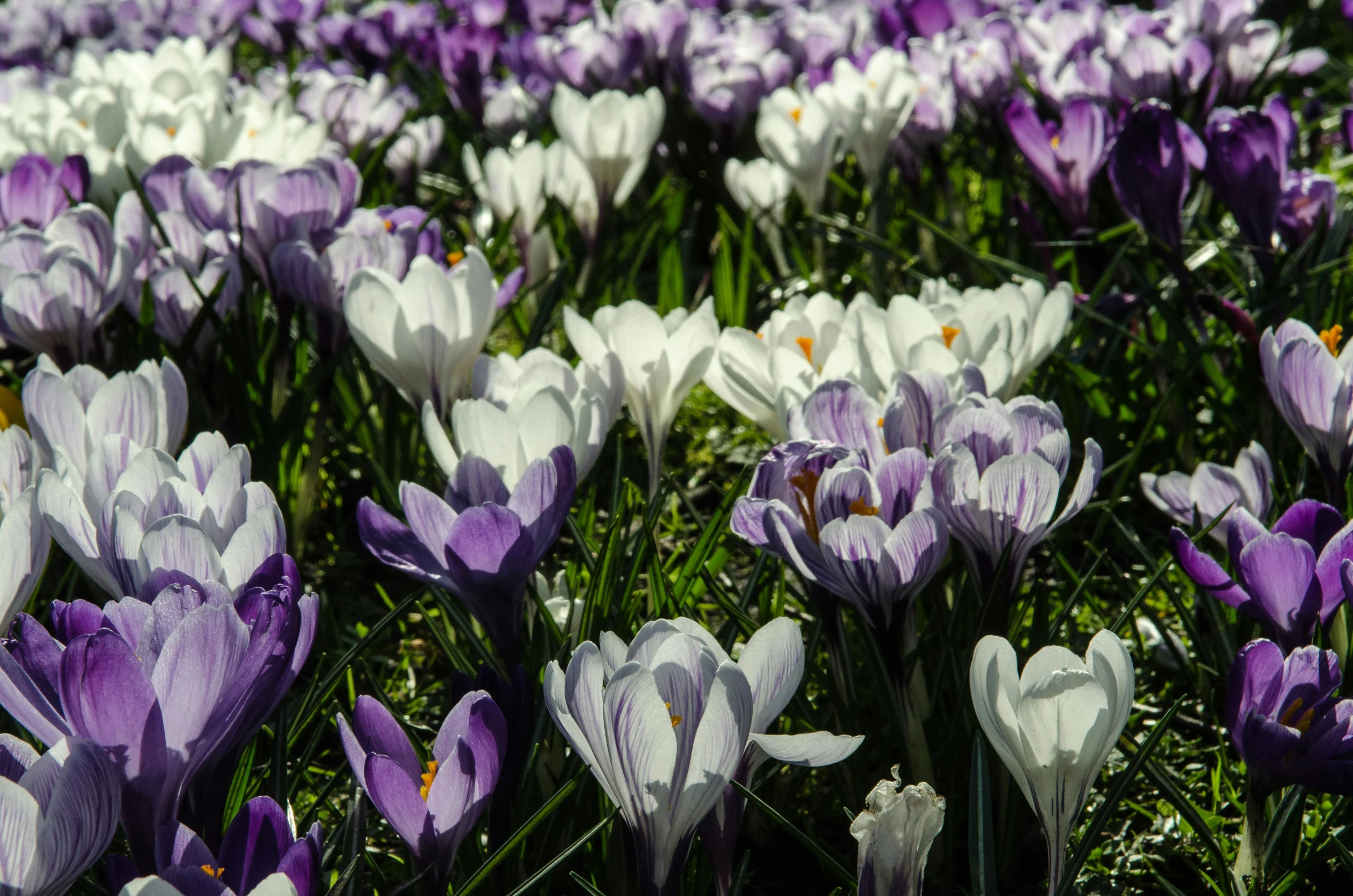 a field full of purple and white flowers, highly polished, spring vibrancy, high quality product image”, dezeen