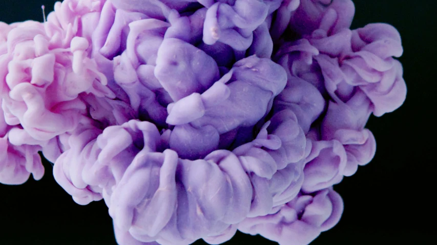 a close up of a purple flower on a black background, a microscopic photo, inspired by Lynda Benglis, made of cotton candy, a cpu with human brains, porcelain organic tissue, intricate pasta waves