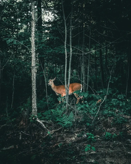 a deer standing in the middle of a forest, an album cover, inspired by Elsa Bleda, unsplash contest winner, trending on vsco, 8k octan photo, william penn state forest, frightening surroundings