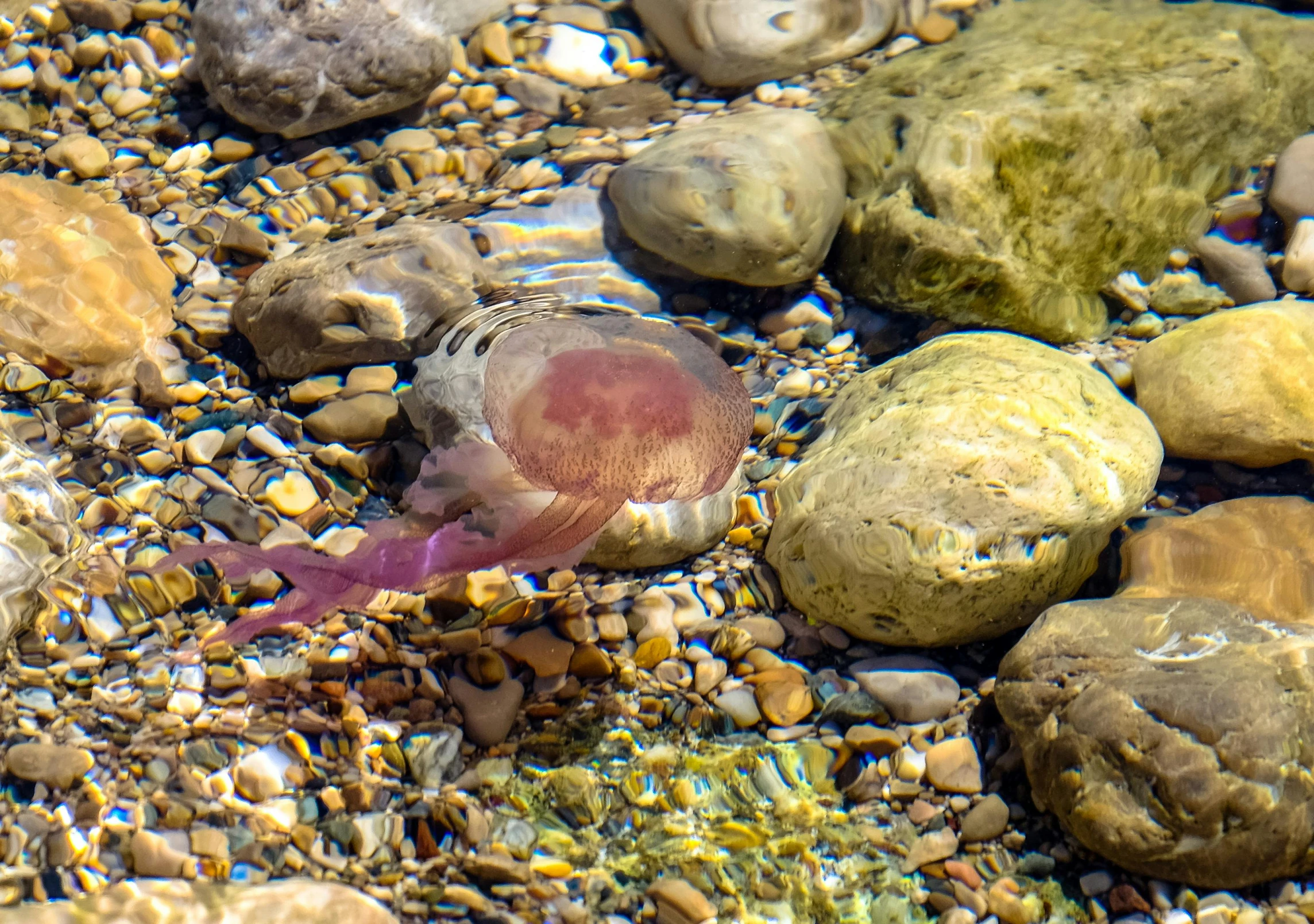 there is a jelly on the rocks in the water, pexels contest winner, gushy gills and blush, 2022 photograph, today\'s featured photograph 4k, ground - level medium shot