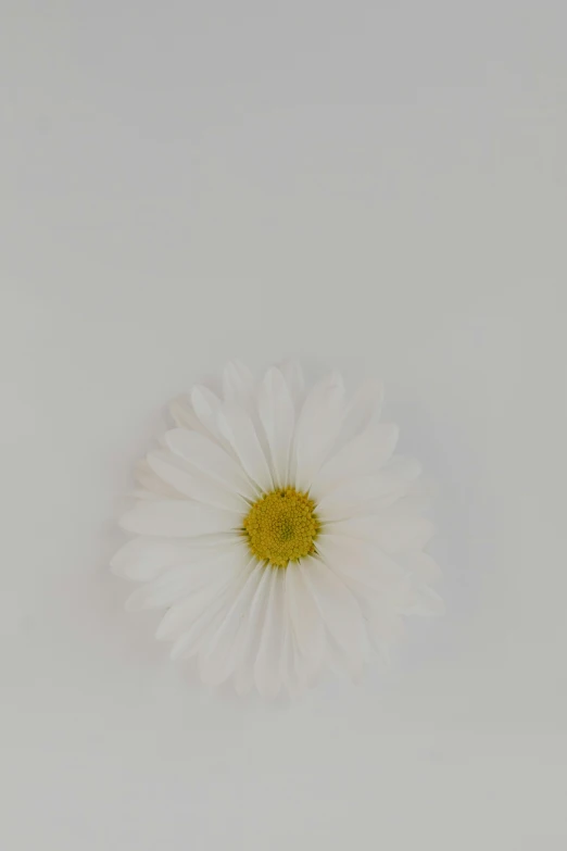 a single white flower on a white surface, trending on unsplash, minimalism, daisy, medium format. soft light, 中 元 节, low detailed