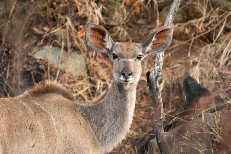 a close up of a deer with a stick in its mouth, by Daniel Lieske, pexels contest winner, bushveld background, big ears, grey, wide neck