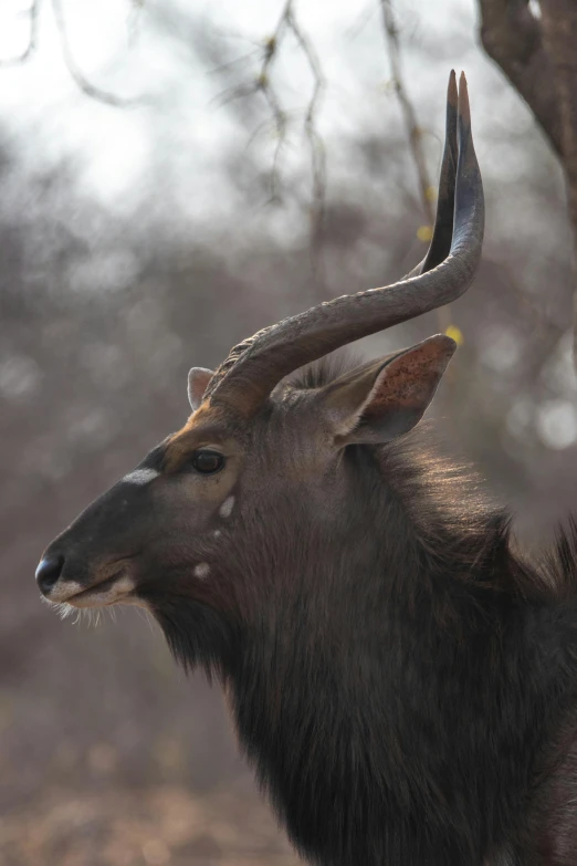 a large antelope standing next to a tree