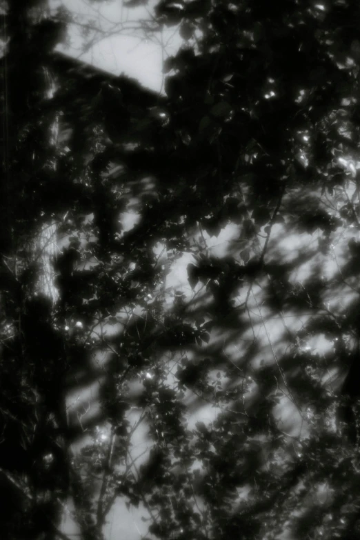 a black and white photo of a street sign, inspired by Anna Füssli, conceptual art, moonlight through trees, microscopic view, black fluid simulation, scattered light