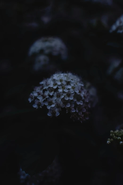 a close up of a bunch of purple flowers, an album cover, inspired by Elsa Bleda, unsplash, tonalism, spores, nighttime, hydrangea, 8k 50mm iso 10