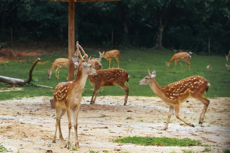 a herd of deer standing on top of a lush green field, a cartoon, pexels contest winner, sumatraism, taken in zoo, while it's raining, singapore, petting zoo