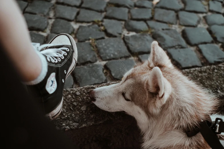 a dog that is laying down next to a person, by Emma Andijewska, trending on pexels, converse, husky, well preserved, sneaker photo