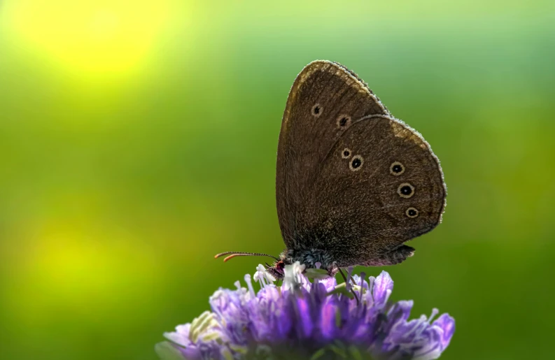 a brown butterfly sitting on top of a purple flower, a macro photograph, by Antoni Brodowski, renaissance, small, andrey gordeev, grey, full frame image