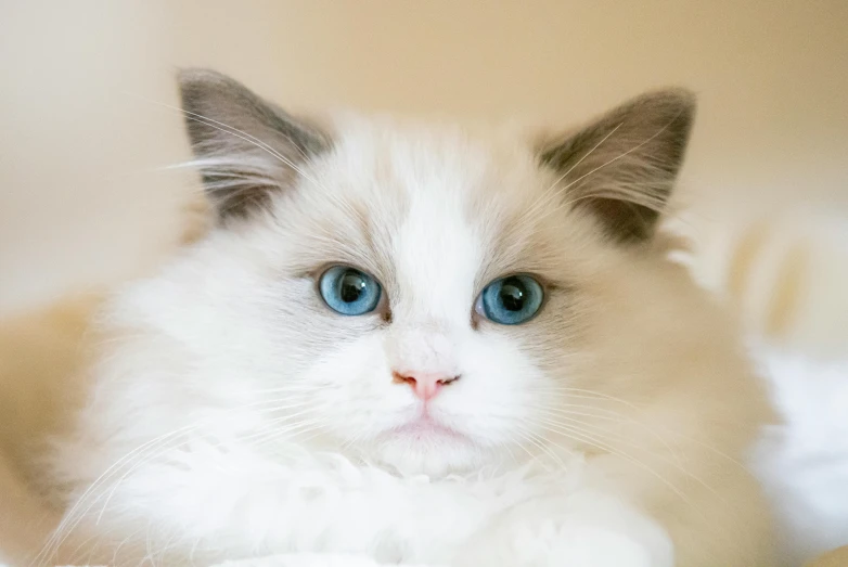 a white cat with blue eyes laying on a bed, a pastel, pexels contest winner, fluffy face, professional closeup photo, fluffy'', a ragdoll cat windsurfing