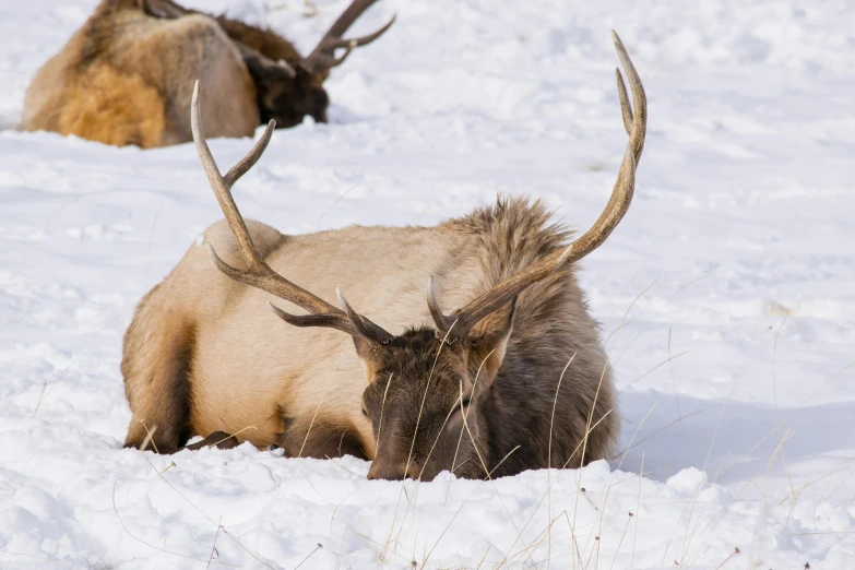 two elk laying in the snow next to each other, pexels contest winner, renaissance, carson ellis, multiple stories, exterior shot, brown