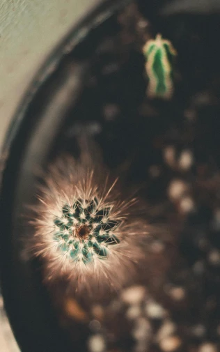 a close up of a cactus plant in a pot, a macro photograph, unsplash, hurufiyya, full of ferrofluid, dandelion seeds float, a high angle shot, grainy footage