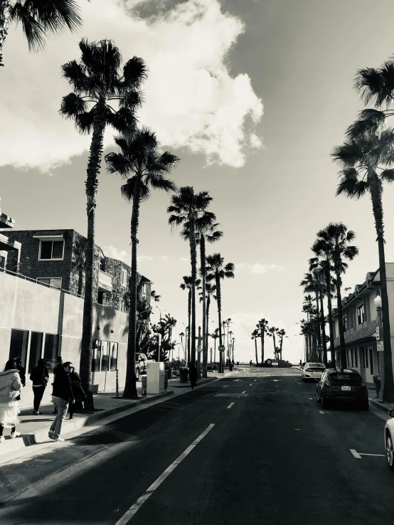 a black and white photo of a street lined with palm trees, a black and white photo, happening, oceanside, background image, ::