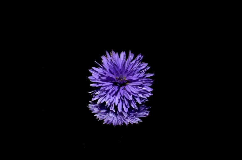 a close up of a purple flower on a black background, realistic reflection, dandelion, lobelia, instagram photo