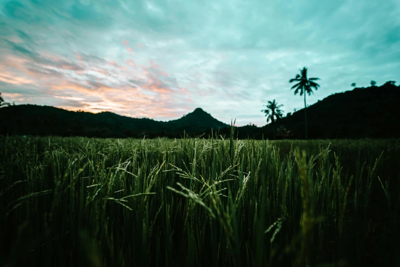 a field of grass with palm trees in the background, a picture, unsplash contest winner, sumatraism, background image, humid evening, green hills, field of hay