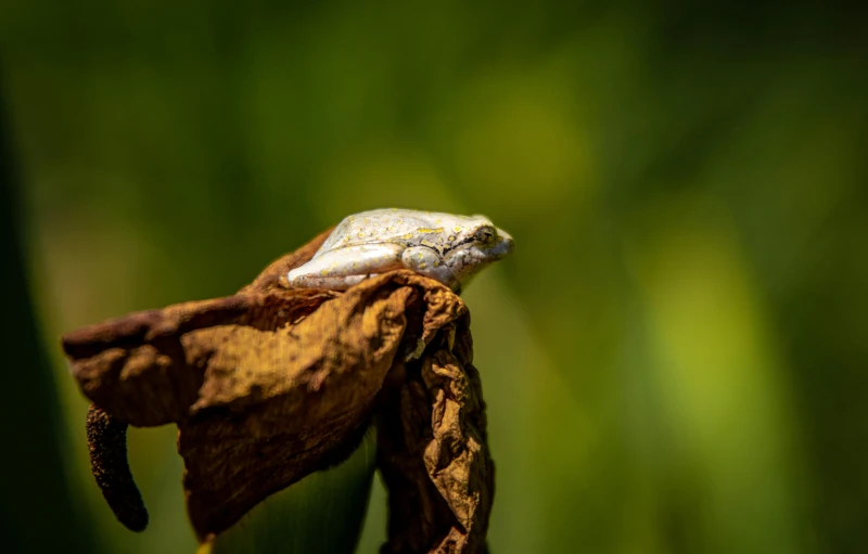 a frog that is sitting on top of a leaf, by Andries Stock, albino, color ( sony a 7 r iv, kuntilanak on tree, reptil