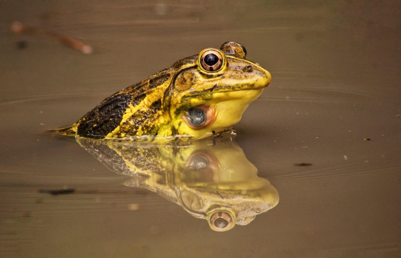 a frog that is sitting in some water, by John Gibson, pixabay contest winner, photorealism, yellow, australian, wet reflections in square eyes, taken with sony alpha 9